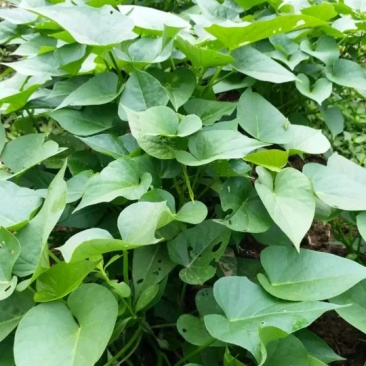 特菜一一菜用型红薯叶