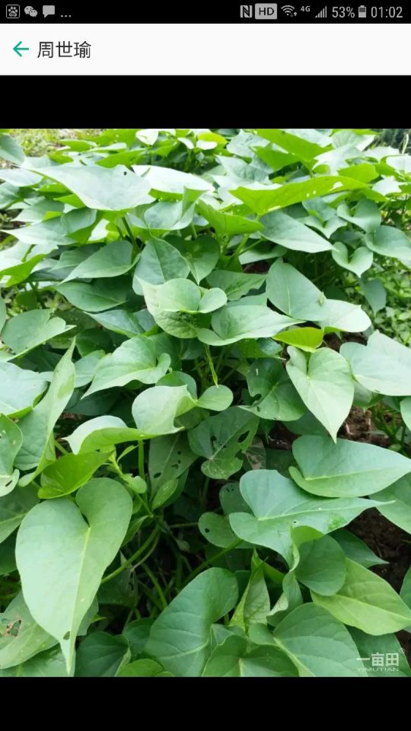 特菜一一菜用型红薯叶