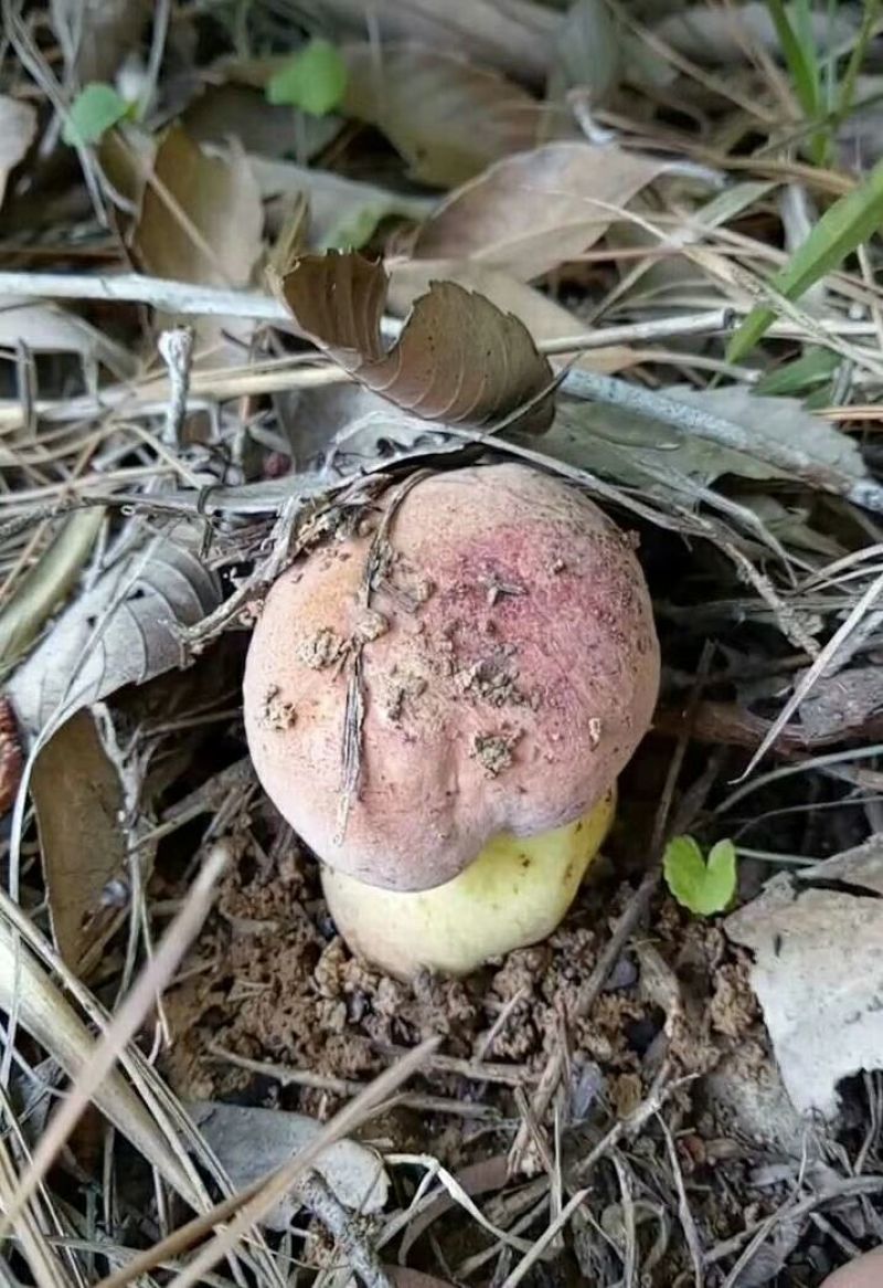 野生菌牛肝菌（红聪），也叫见手青，是云南特有的一种菌子。