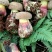 野生菌牛肝菌（红聪），也叫见手青，是云南特有的一种菌子。