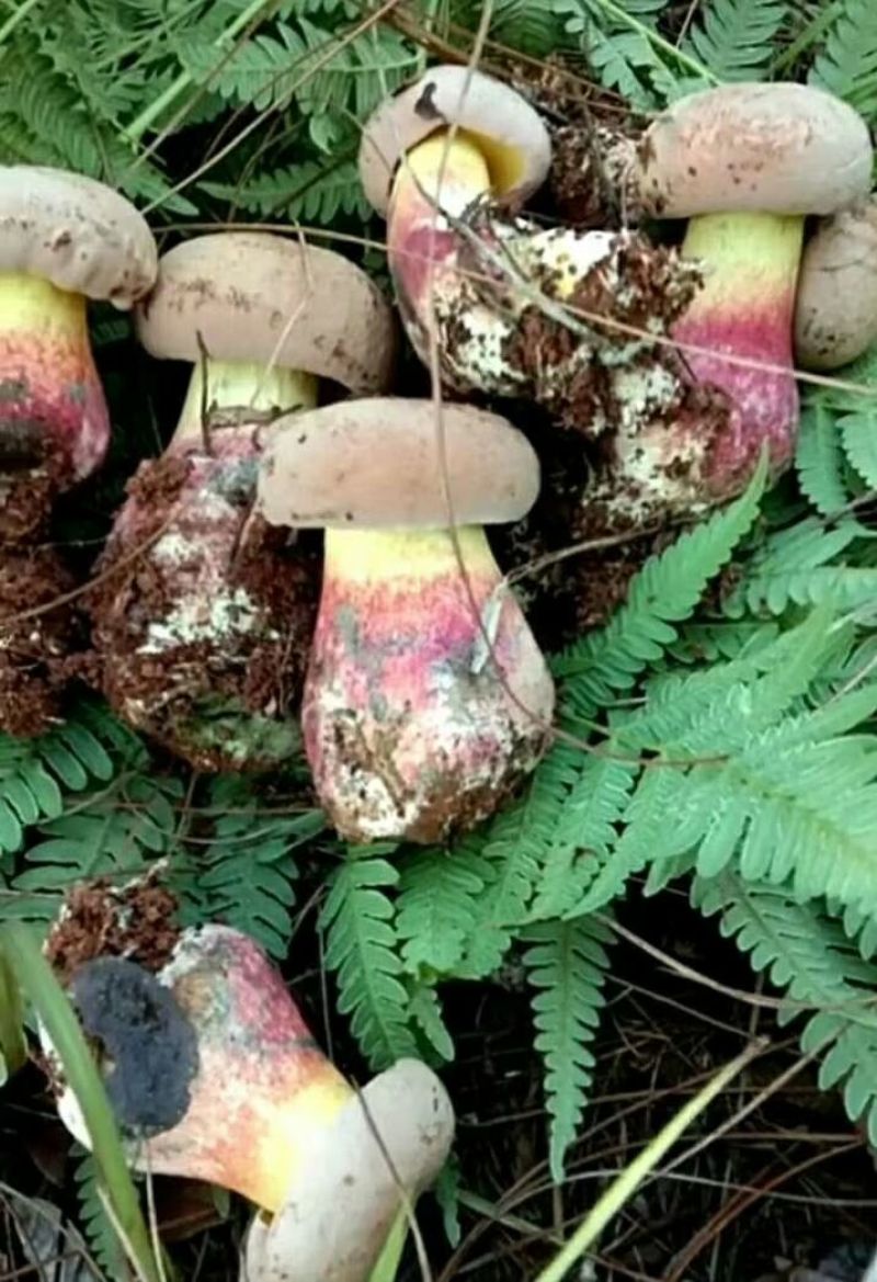 野生菌牛肝菌（红聪），也叫见手青，是云南特有的一种菌子。