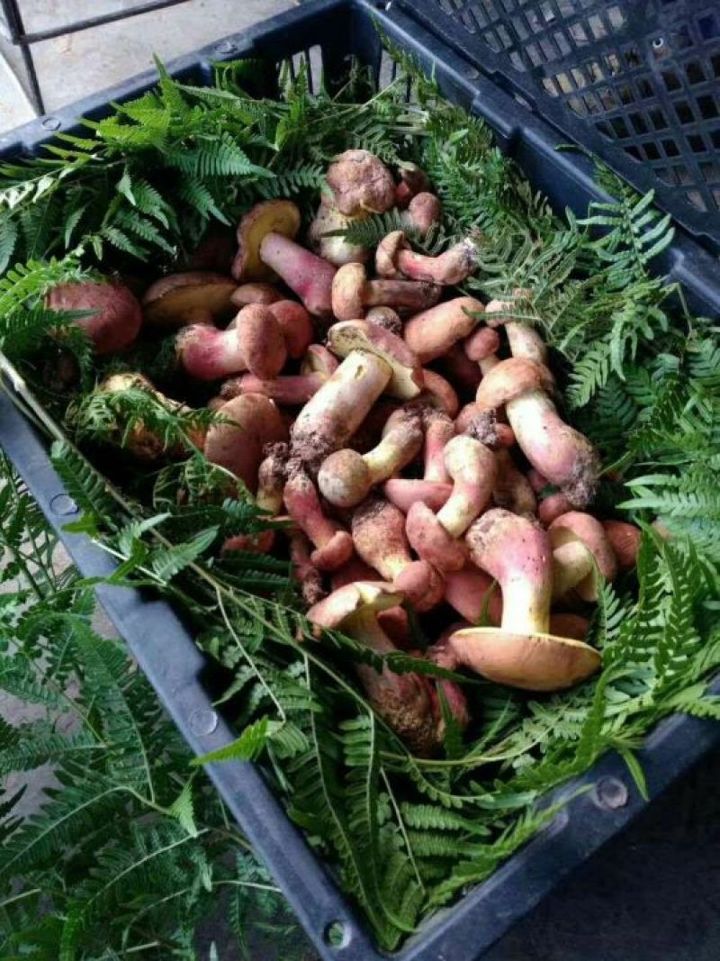 野生菌牛肝菌（红聪），也叫见手青，是云南特有的一种菌子。
