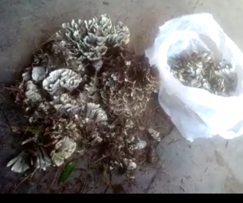 野生菌干巴菌（自己村的货）