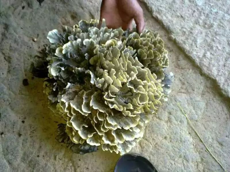 野生菌干巴菌（自己村的货）