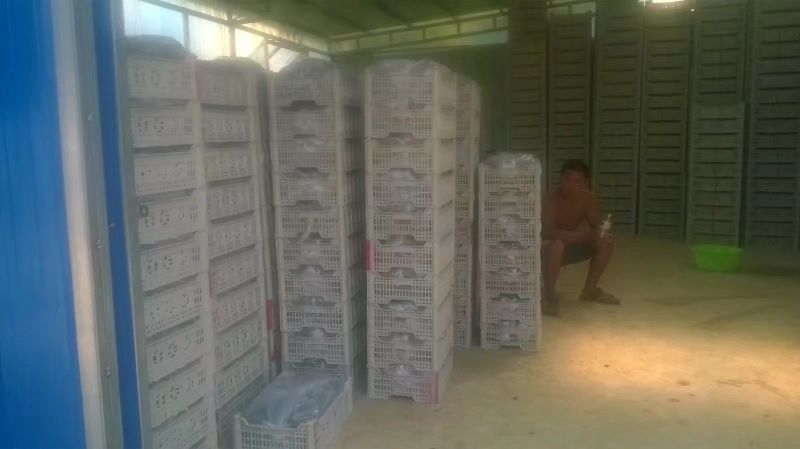 半截楼玫瑰香葡萄上市，口感好，表光亮，人工疏果，