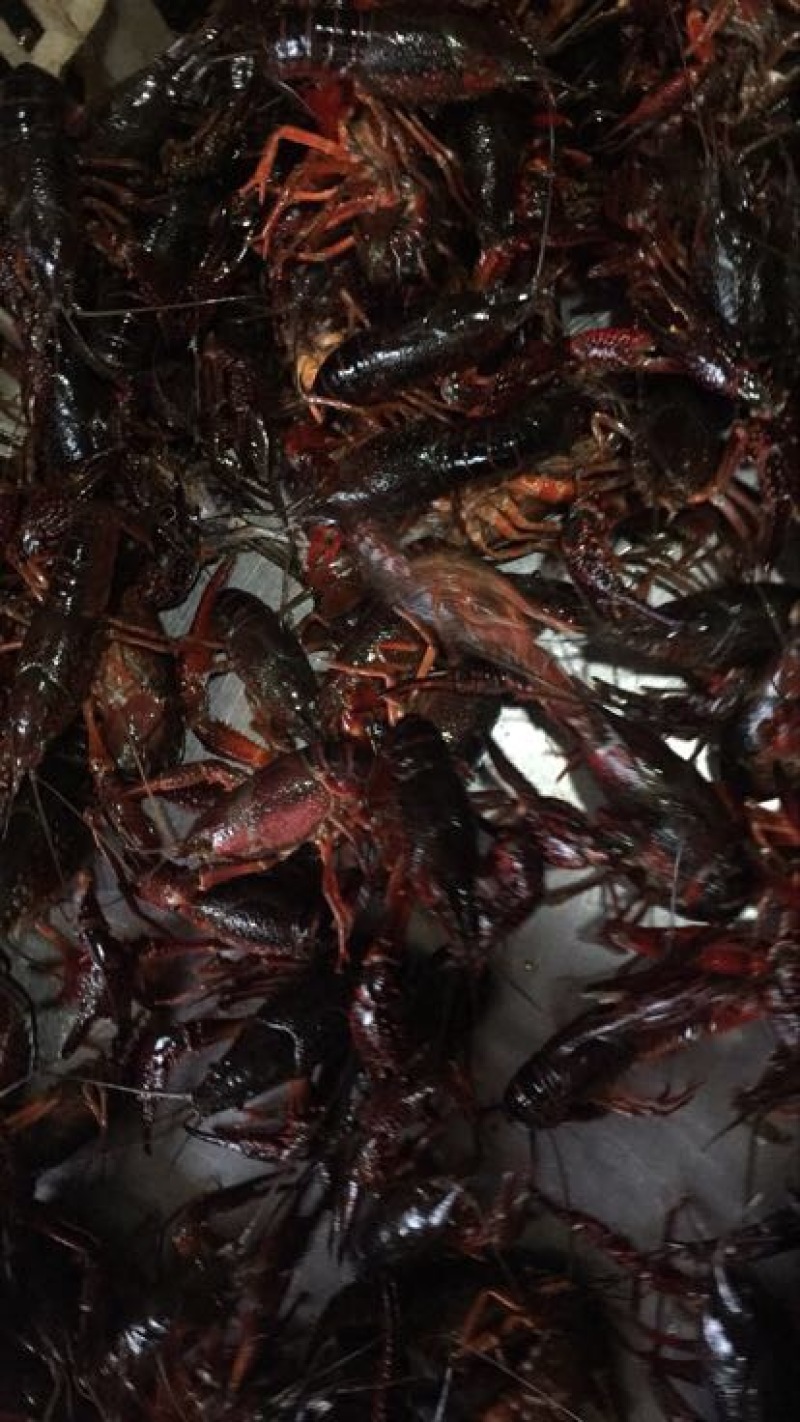 龙虾16~20只/kg