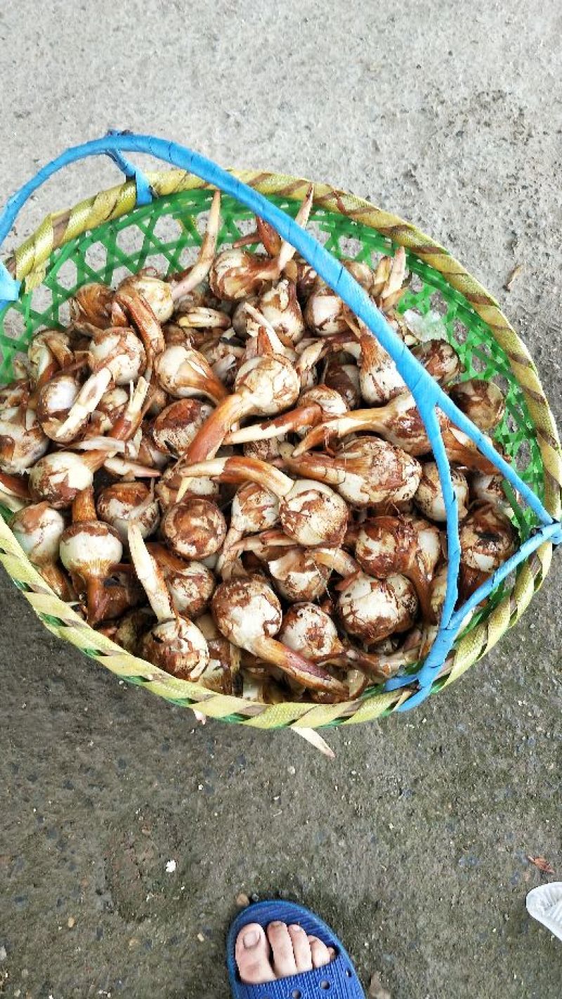 茨菇大量上市