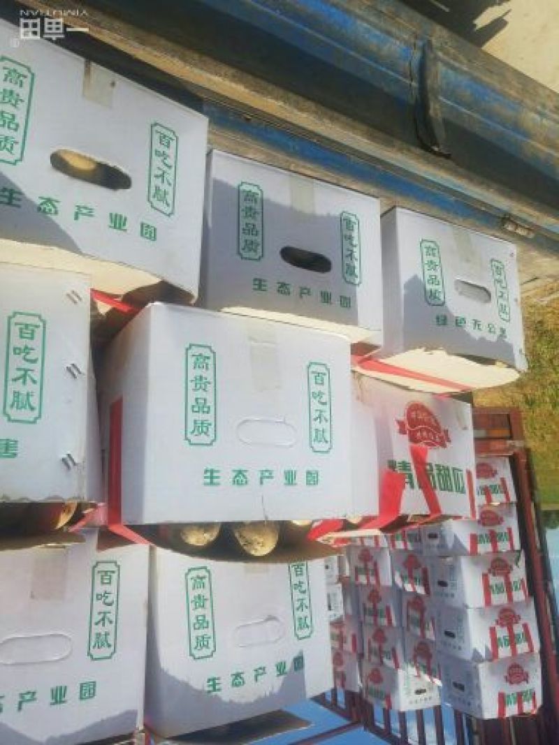 新乐市土豆大量上市欢迎新老顾客前来选购随到随装车