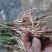 高产芦笋苗养殖金蝉用苗包技术，