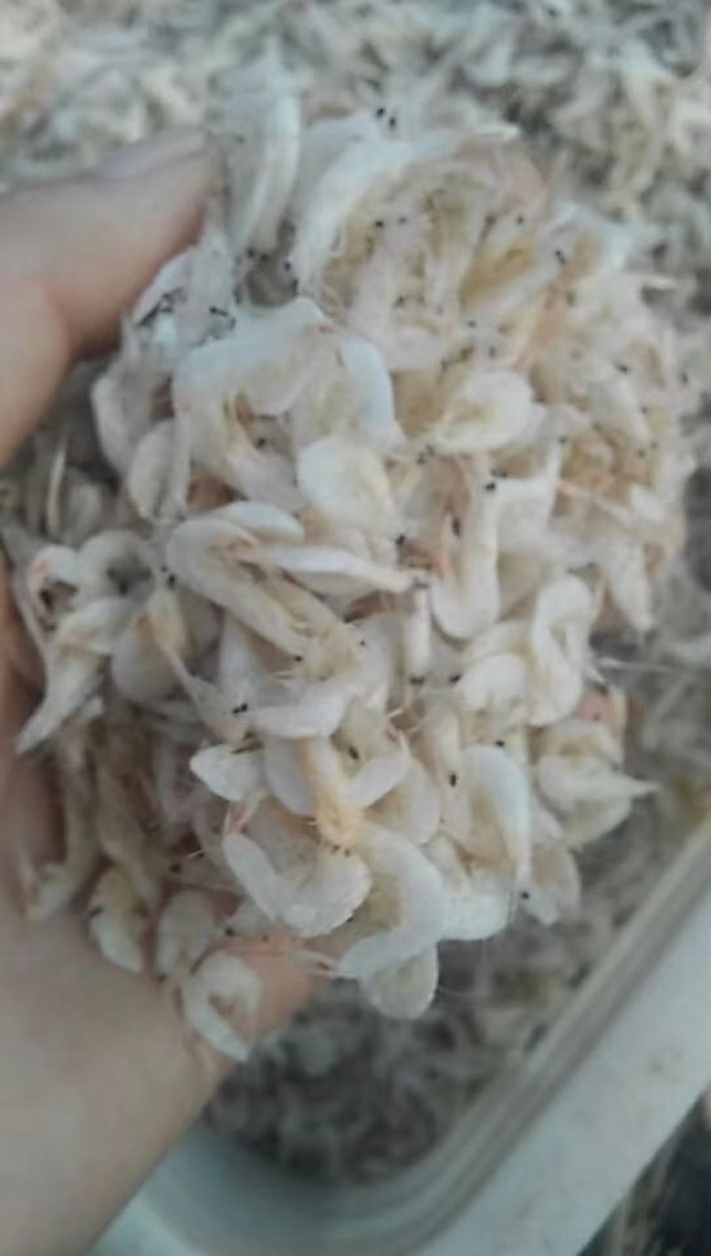 特级虾皮
