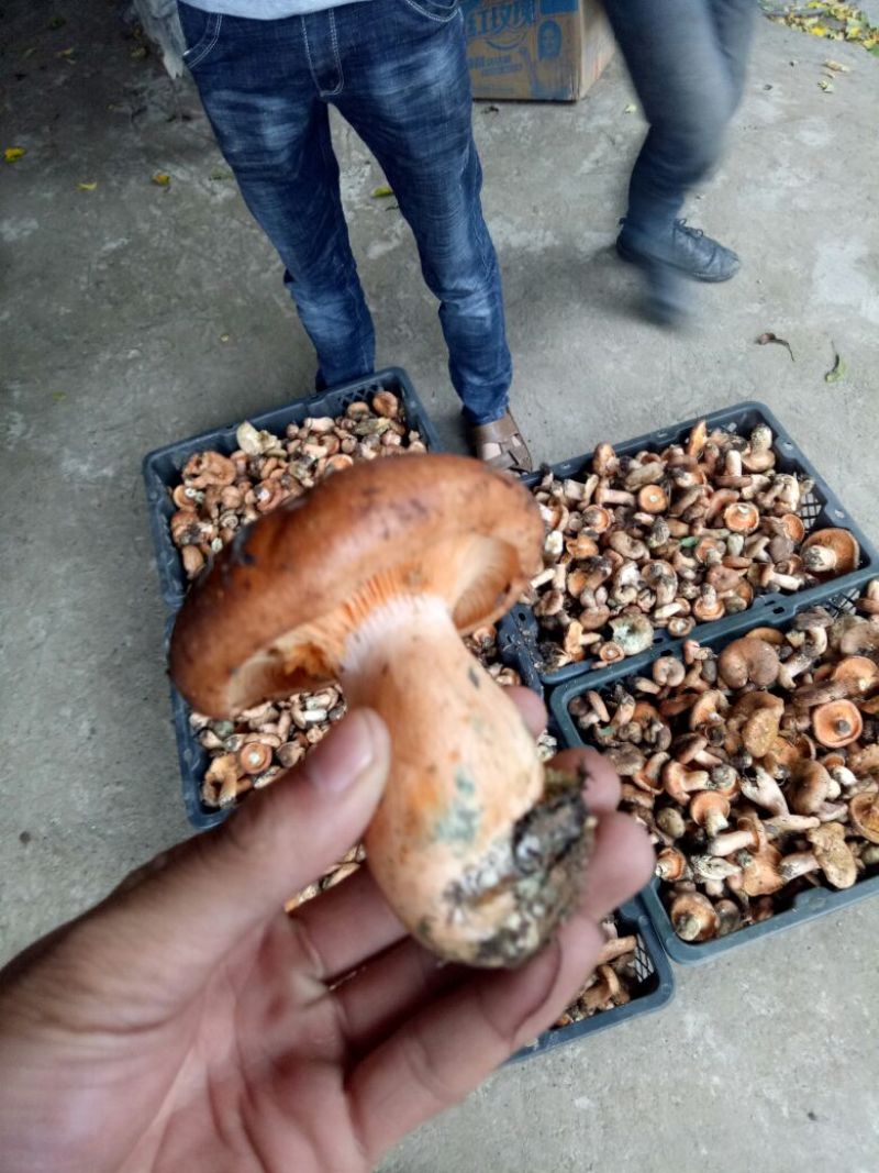 松树菌。