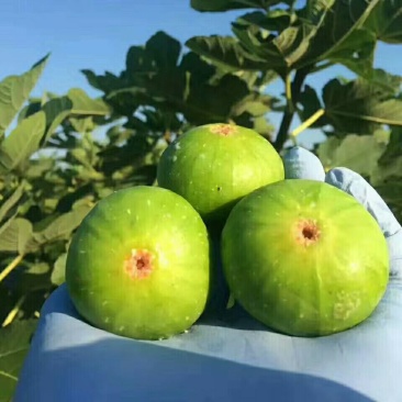 大量供应秋果布兰瑞克和青皮无花果