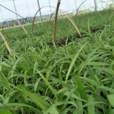 优质紫花三叉大白芨种苗供应