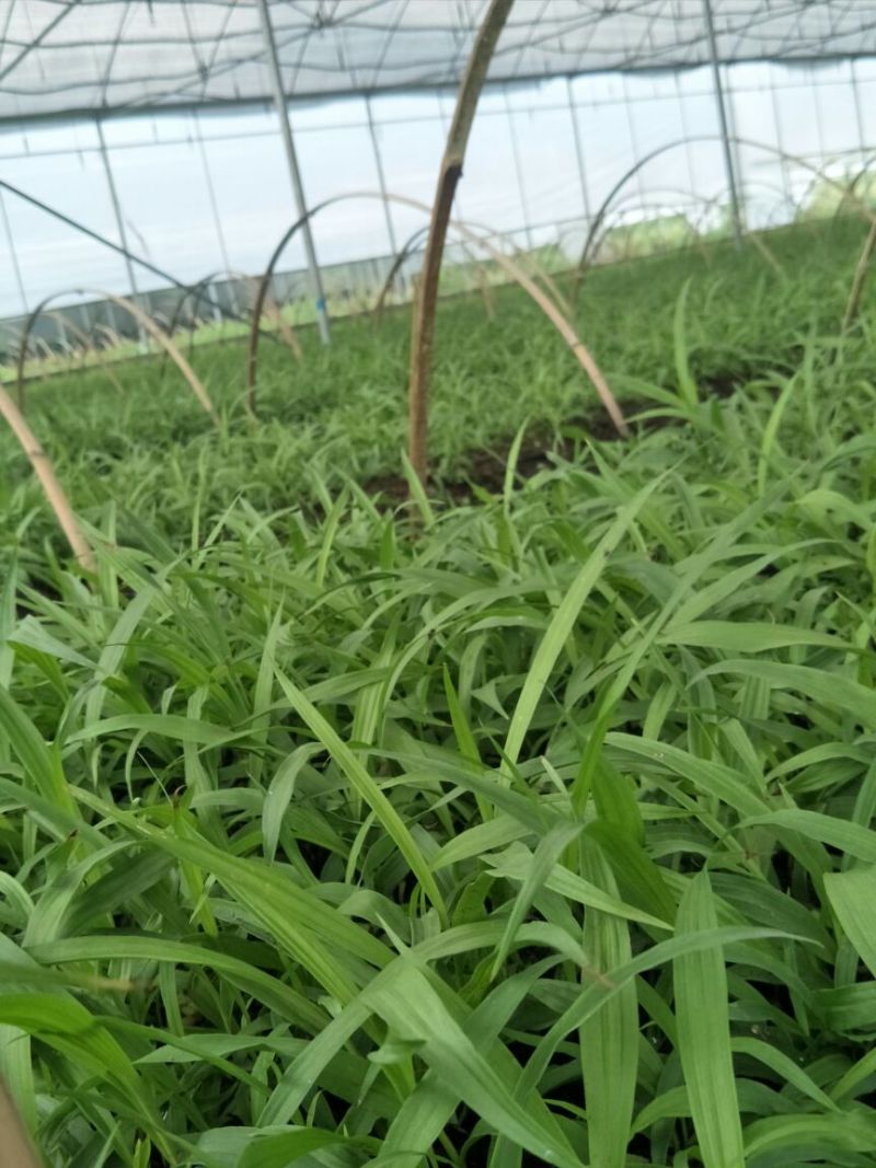 优质紫花三叉大白芨种苗供应