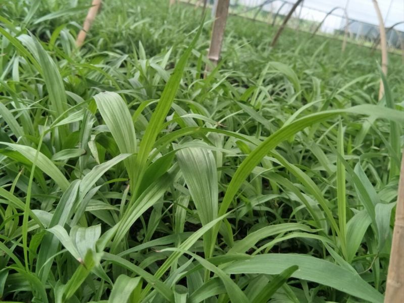 优质紫花三叉大白芨种苗供应