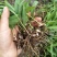 优质紫花三叉大白芨种苗供应