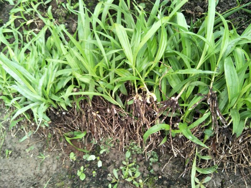 优质紫花三叉大白芨种苗供应