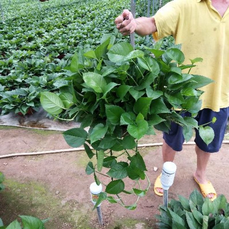 老友绿萝360绿萝特价热卖中，仅售12元/盆