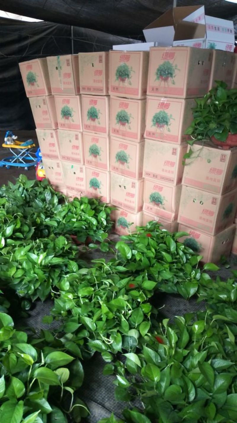 老友绿萝360绿萝特价热卖中，仅售12元/盆