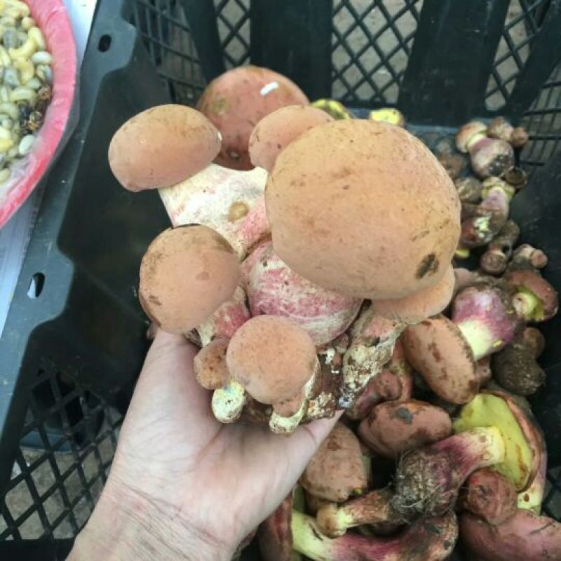 红葱【野生食用菌蘑菇】野生蘑菇