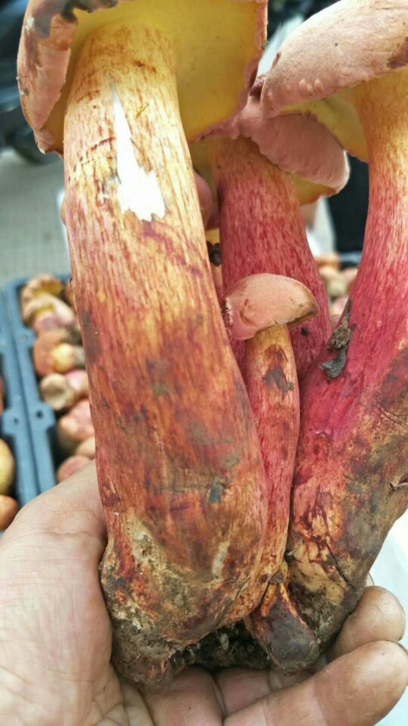红葱【野生食用菌蘑菇】野生蘑菇