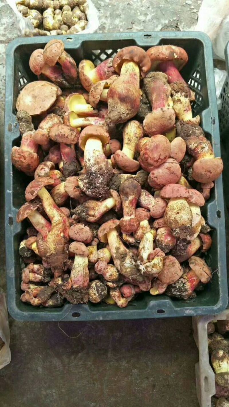 红葱【野生食用菌蘑菇】野生蘑菇