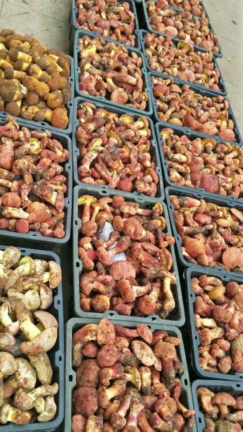 红葱【野生食用菌蘑菇】野生蘑菇