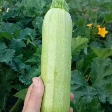 绿皮西葫芦