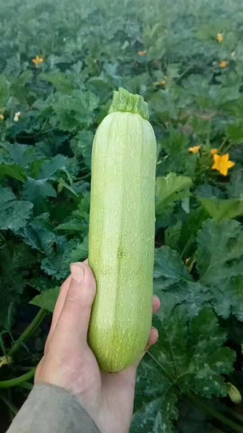 绿皮西葫芦