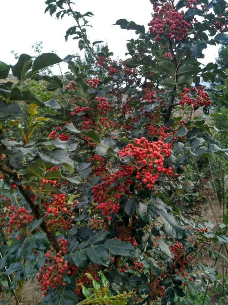花椒树批发