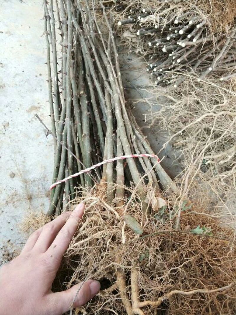 花椒树批发
