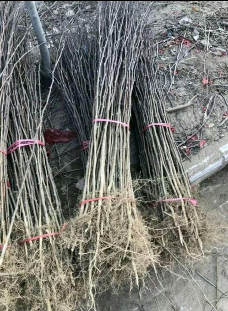 花椒树批发