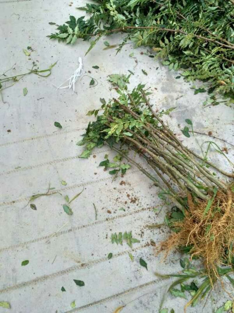 花椒树批发