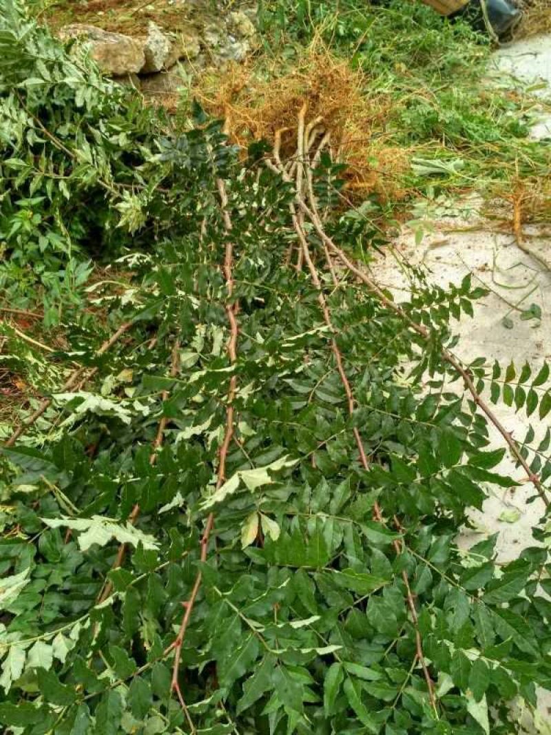 花椒树批发