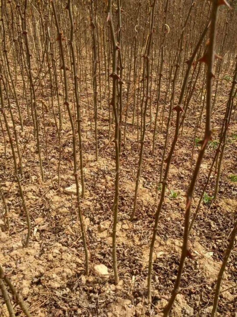 花椒树批发