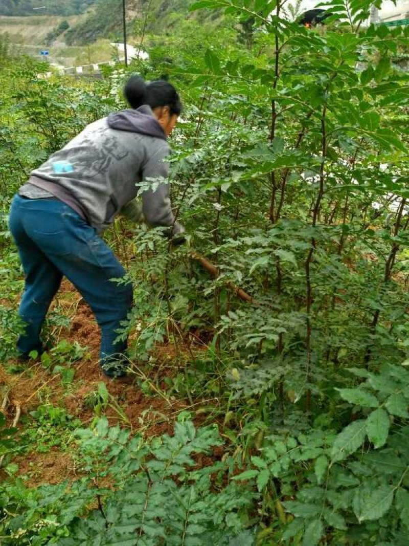 花椒树批发