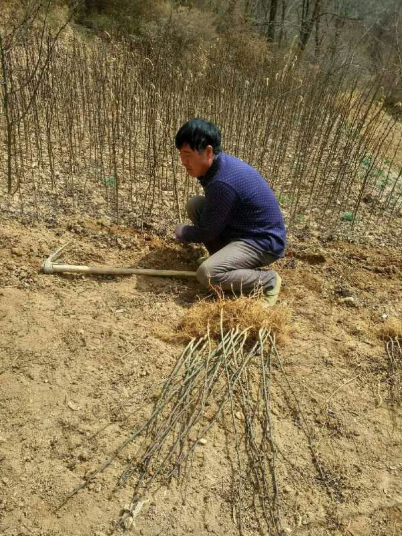 花椒树批发