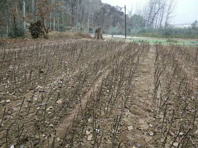 花椒树批发