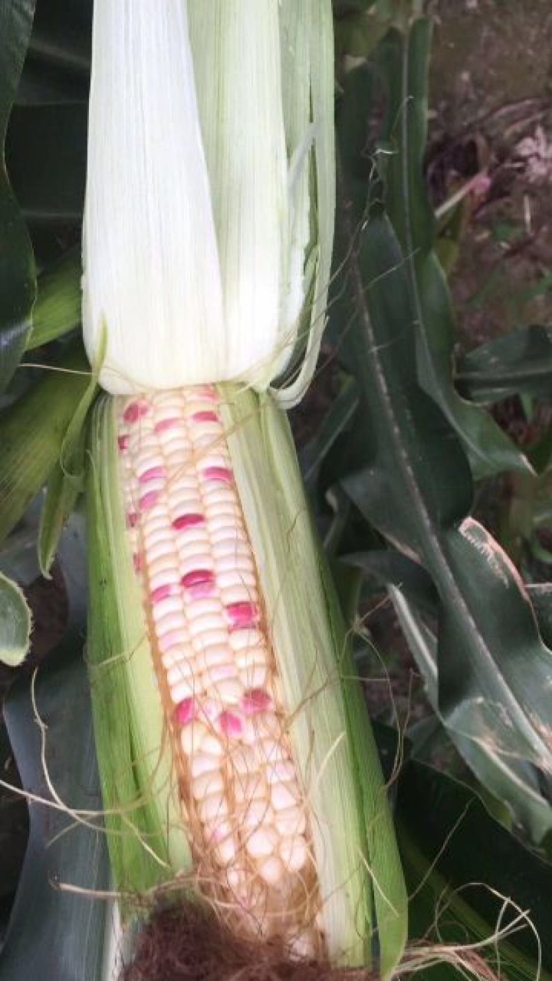 鲜粘玉米