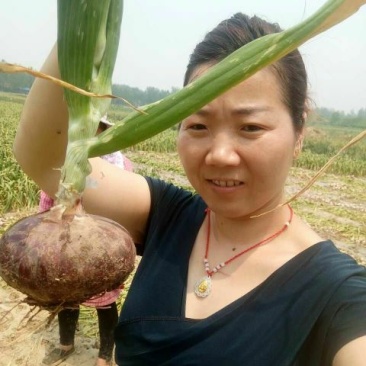 优质紫皮洋葱，颜色鲜亮，公司基地直供，质优价廉