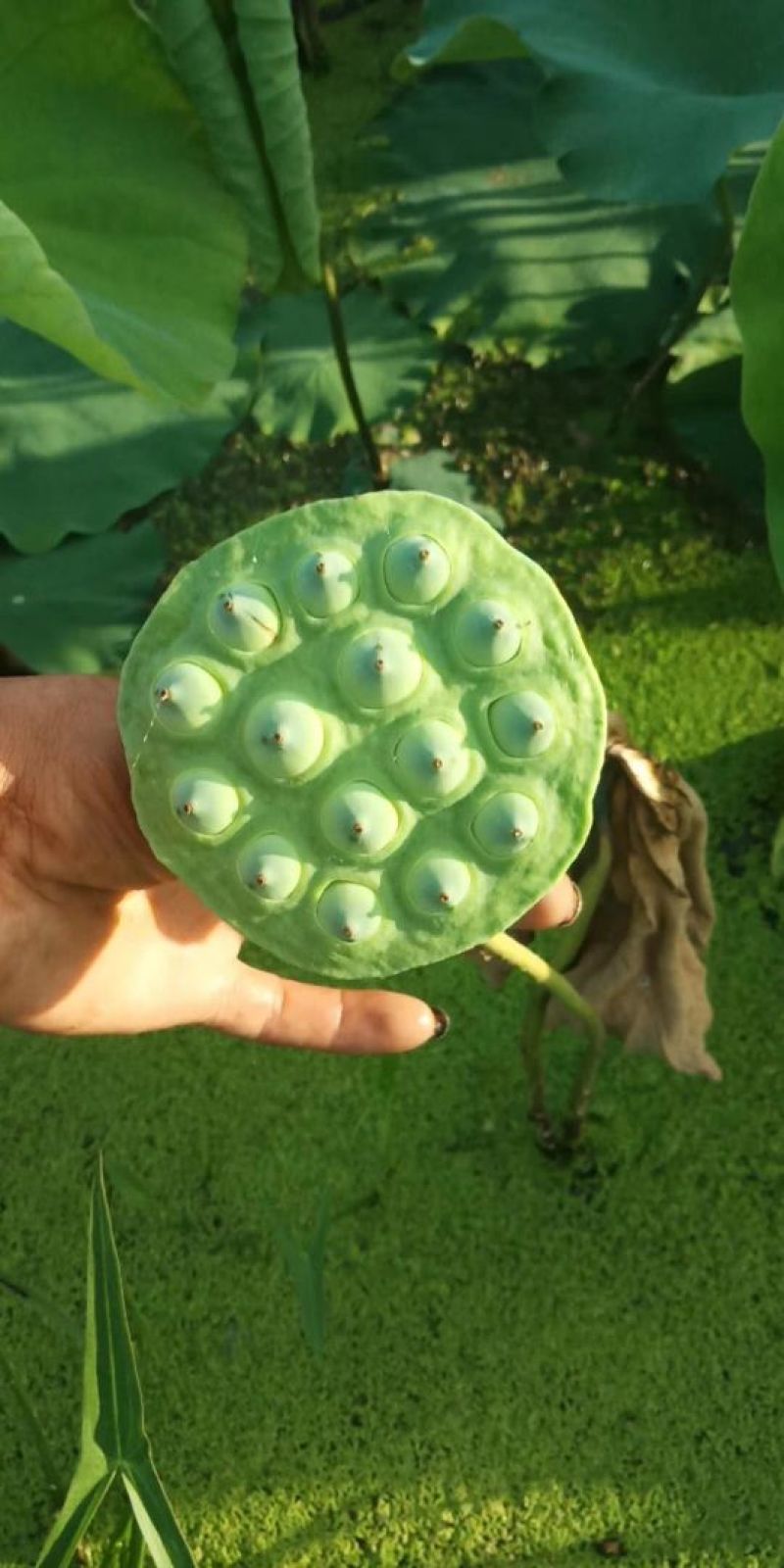 供应新鲜莲蓬湘潭县寸三莲湘潭太空莲