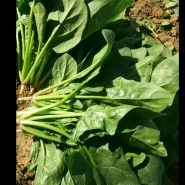 大叶菠菜