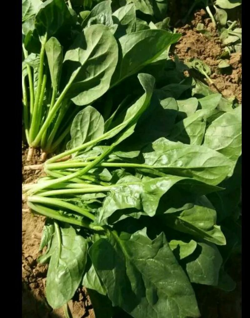 大叶菠菜