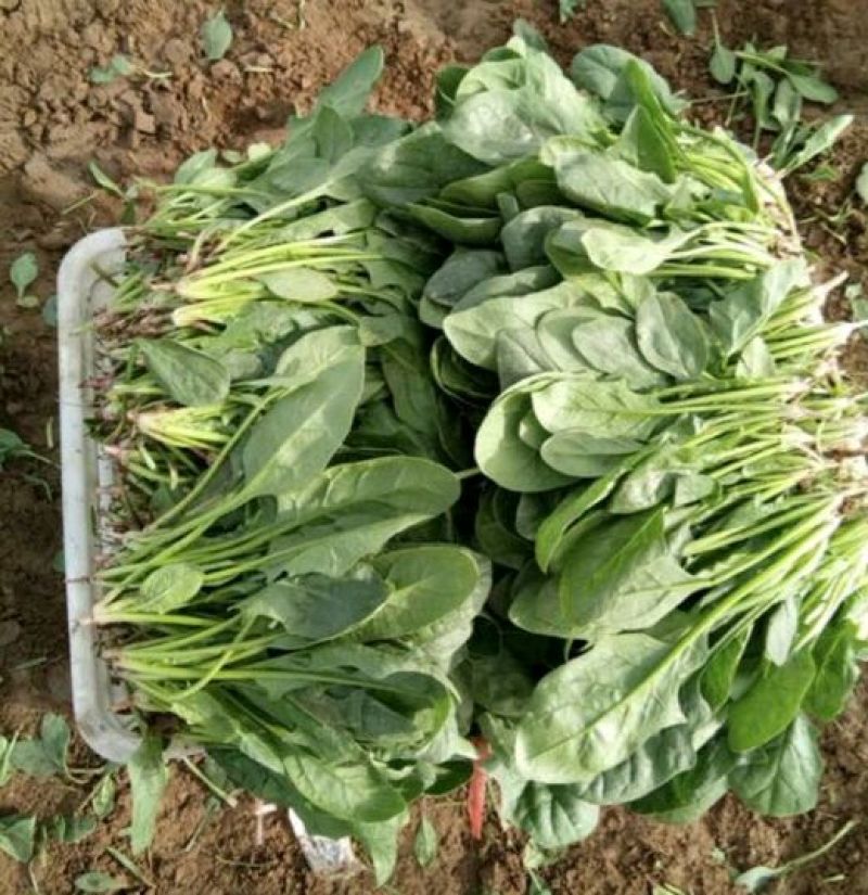 大叶菠菜