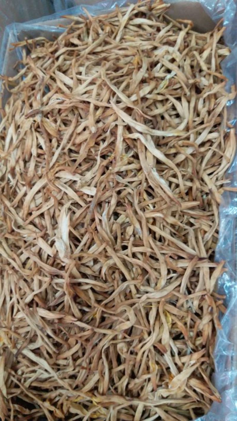 大量批发黄花菜，产地湖南省，陕西省，