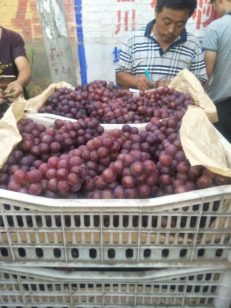 红无核葡萄