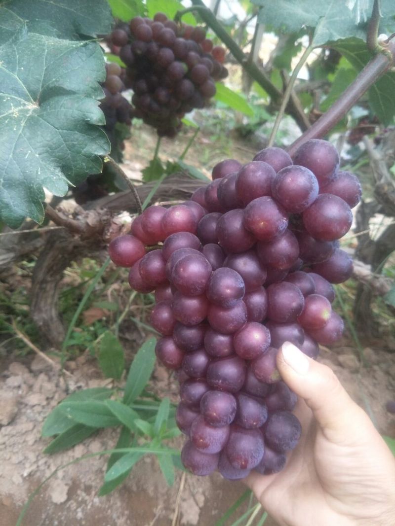 红无核葡萄