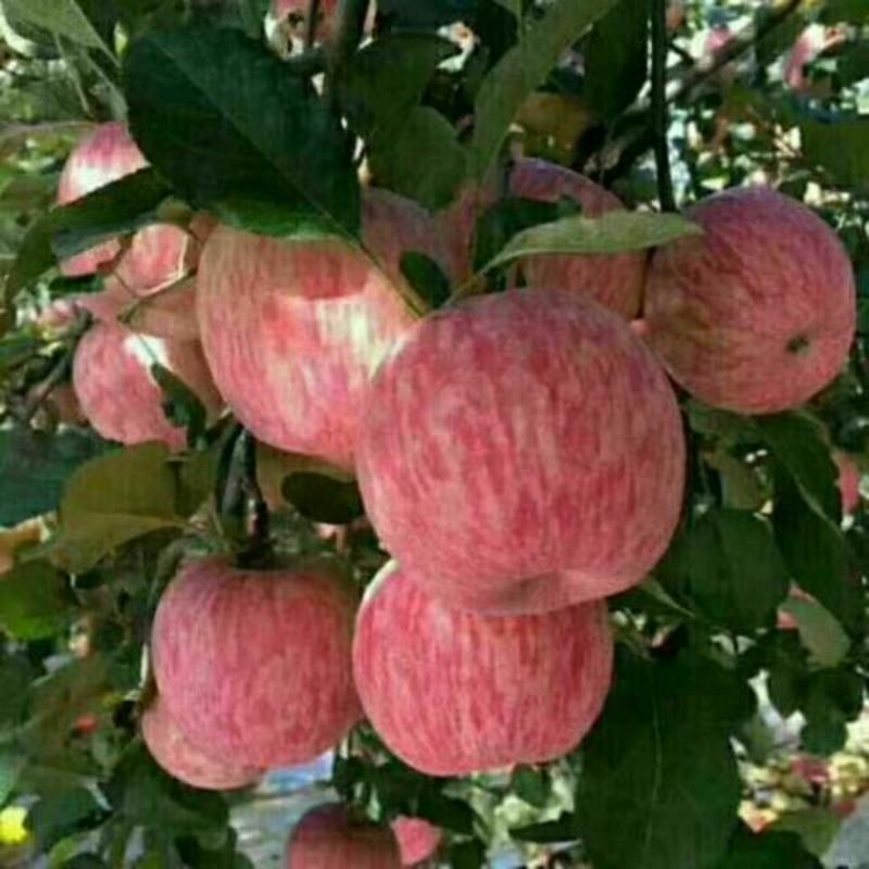 山东红富士苹果产地一手常年有货品质保证！货源充足随到随装