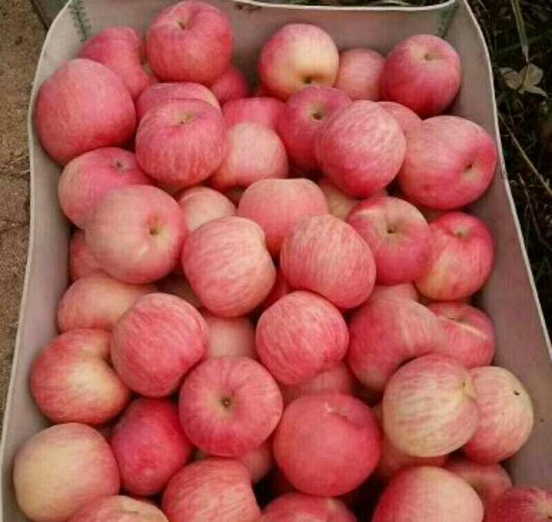 山东红富士苹果产地一手常年有货品质保证！货源充足随到随装