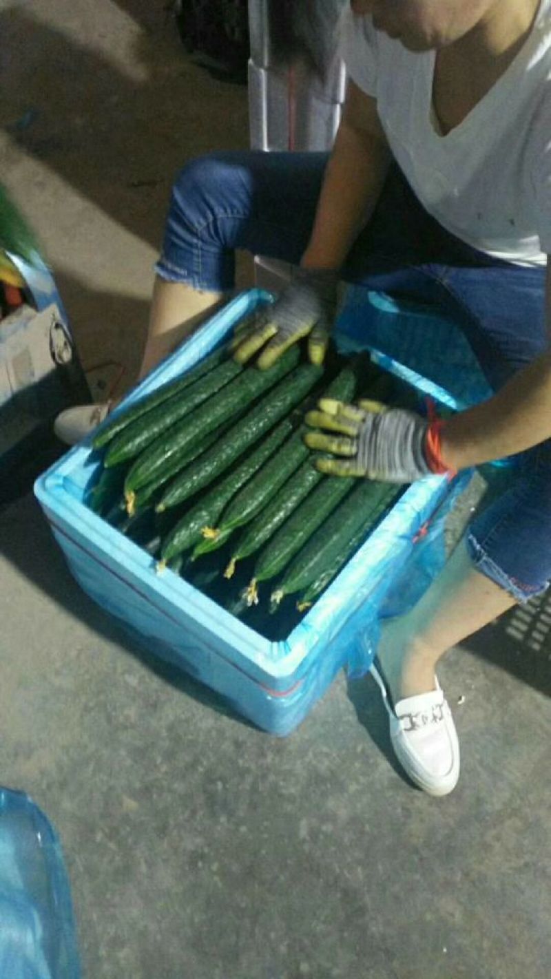 【精选】河北精品黄瓜电商供应实力代办鲜货批发量大优惠